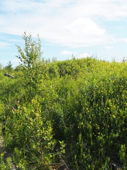sunny meadow