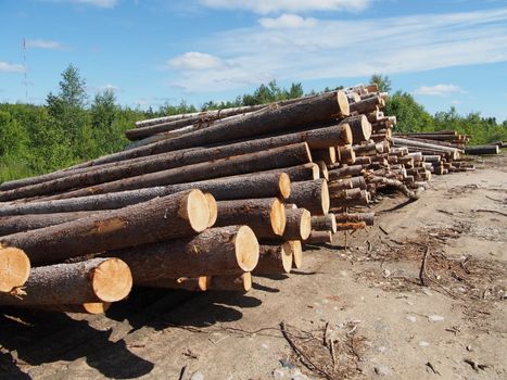 The logs on the road