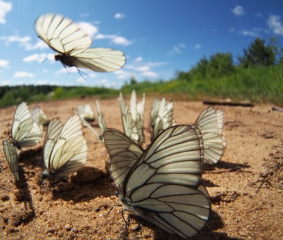 Black-veined White butterflies