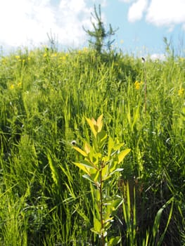 sunny meadow