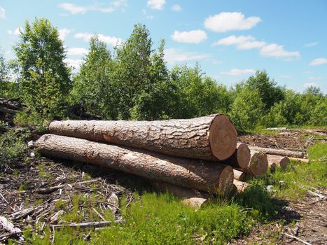 The logs on the road