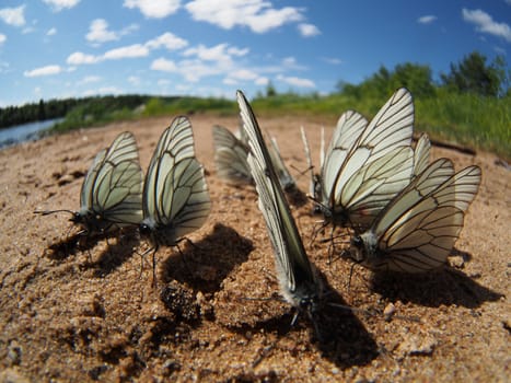 Black-veined White butterflies