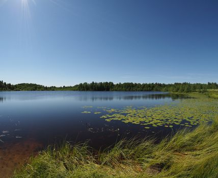 Lake in the summer