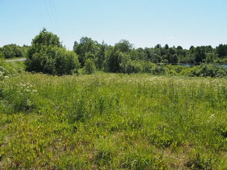 forest in summer