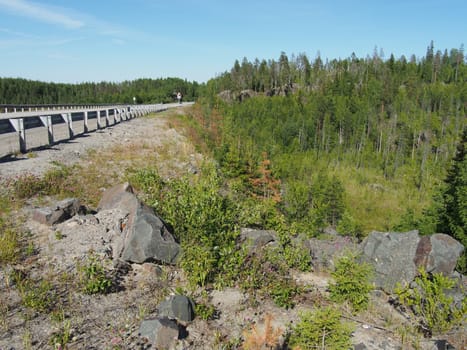 asphalt road in forest