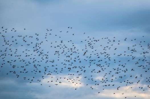 Starling