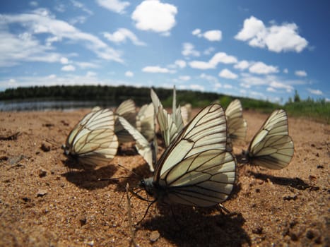Black-veined White butterflies