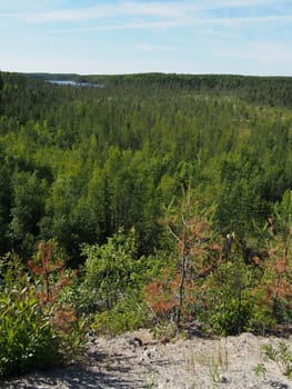 forest in summer