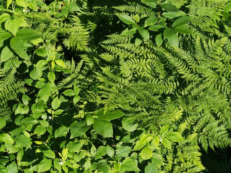 Plants in the forest