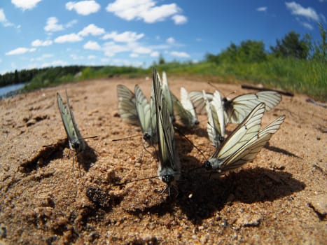 Black-veined White butterflies