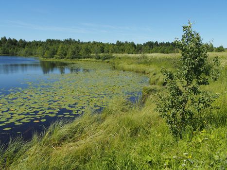 Lake in the summer