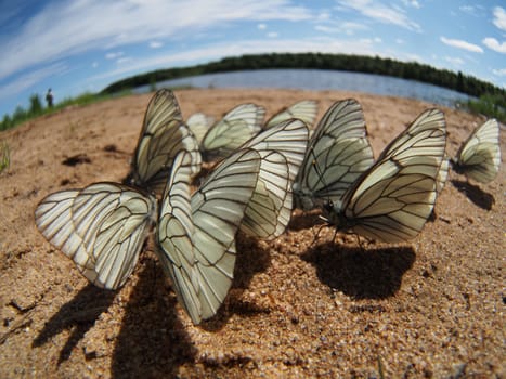 Black-veined White butterflies