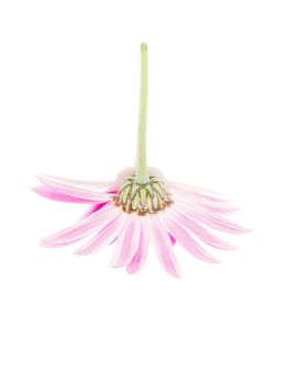 Pink daisy on white background