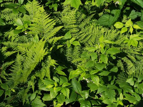 Plants in the forest