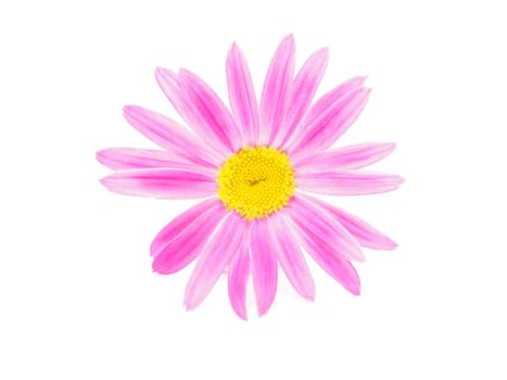 Pink daisy on white background