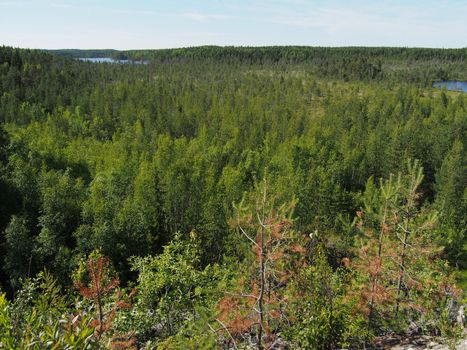 forest in summer