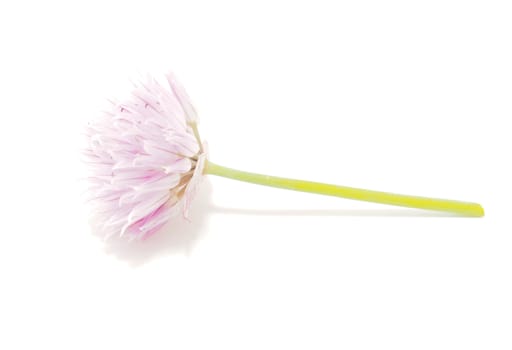 Flower blooming onion on a white background