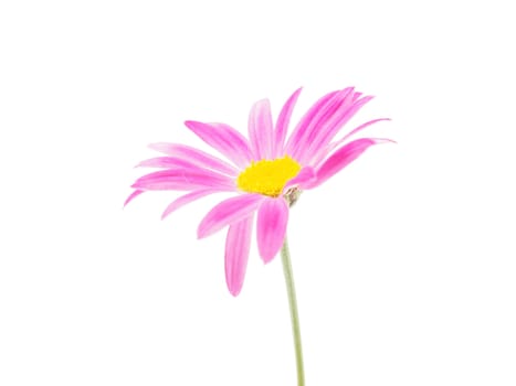 Pink daisy on white background