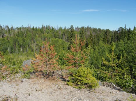 forest in summer