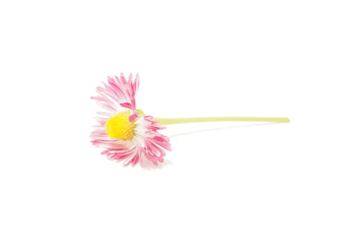 Pink daisy on white background