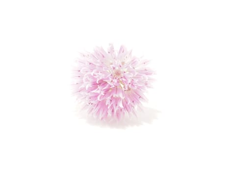Flower blooming onion on a white background