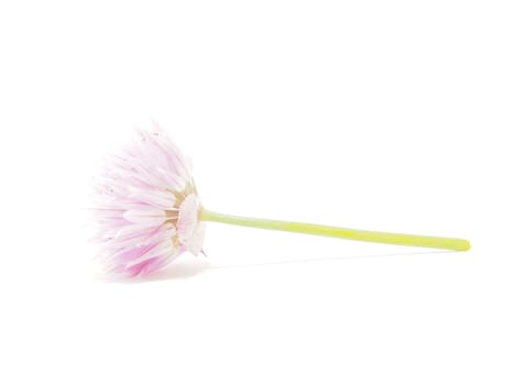 Flower blooming onion on a white background