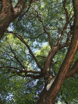 trunk of the tree