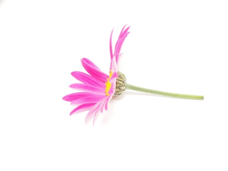 Pink daisy on white background
