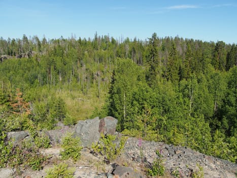forest in summer