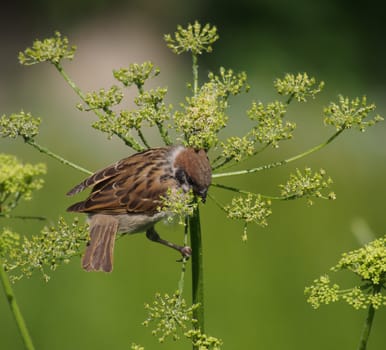 sparrow 