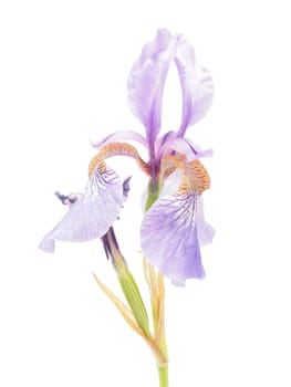 Blue iris on a white background