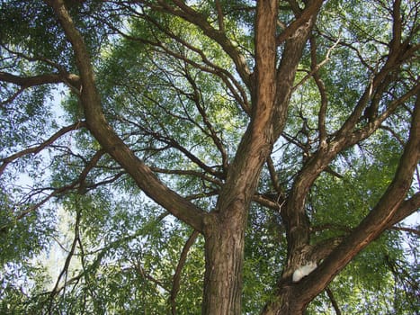 trunk of the tree