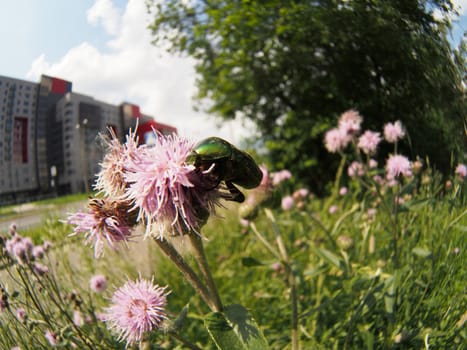 Chafer beetle on a flower