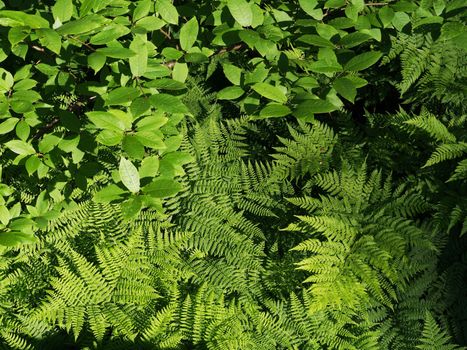 Plants in the forest