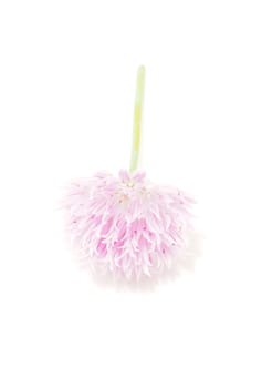 Flower blooming onion on a white background