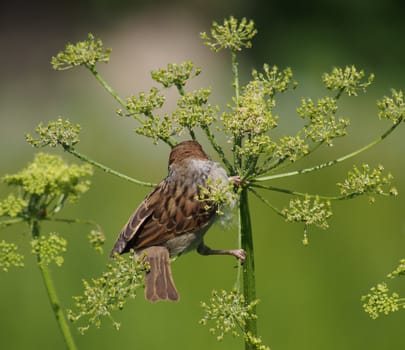 sparrow 