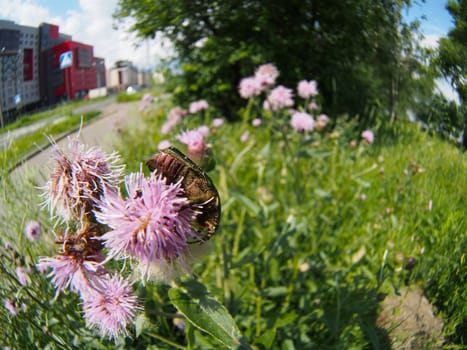 Chafer beetle on a flower