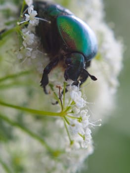 Chafer beetle on a flower