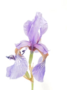 Blue iris on a white background