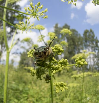 Chafer beetle on a flower