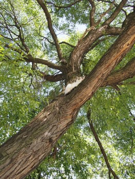 trunk of the tree