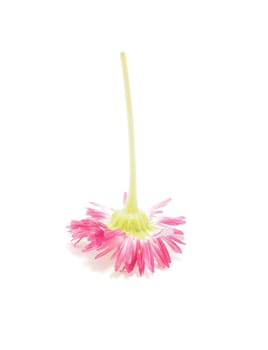 Pink daisy on white background