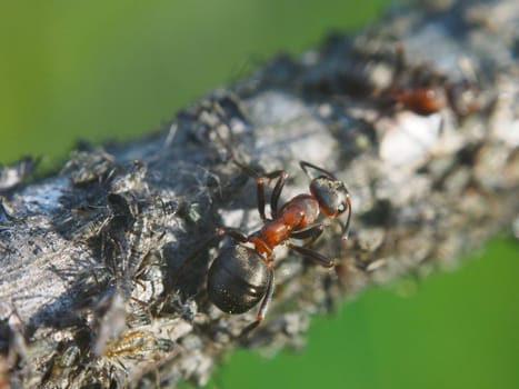 ant