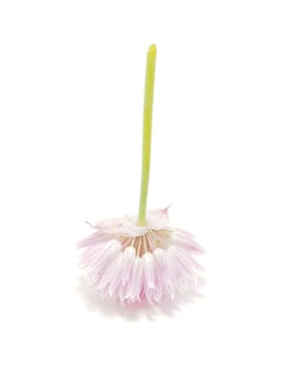 Flower blooming onion on a white background
