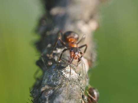 ant