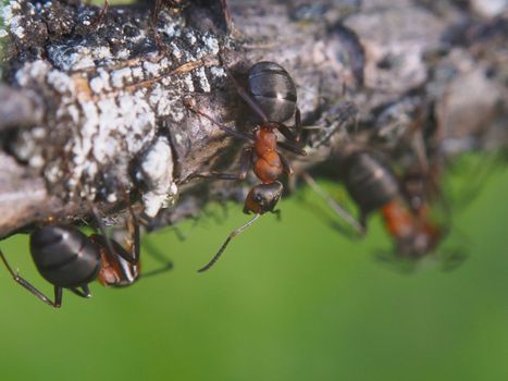 ant