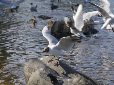 Seagull