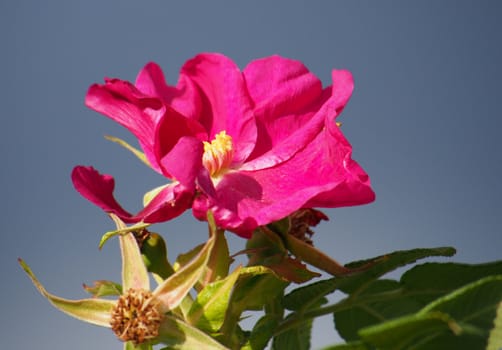 Dog rose (Rosa canina) flower 