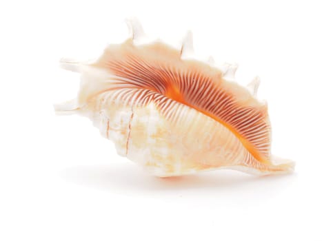 sea shell isolated on white 