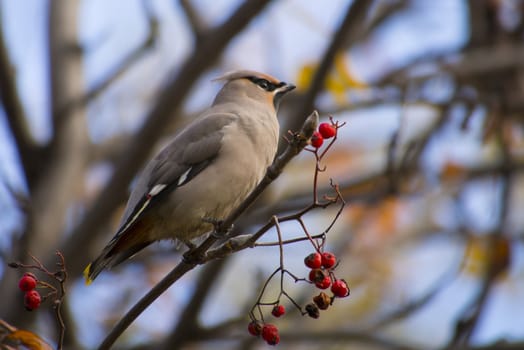 waxwing